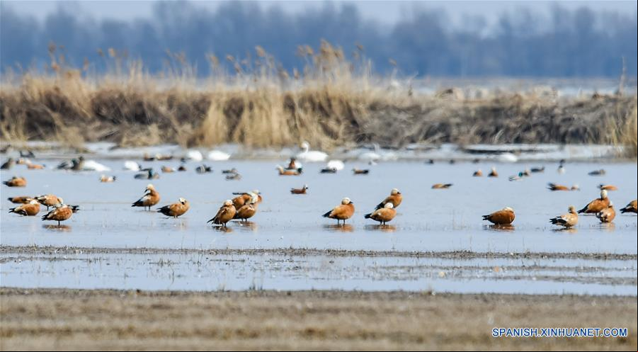 CHINA-HOHHOT-AVES MIGRATORIAS