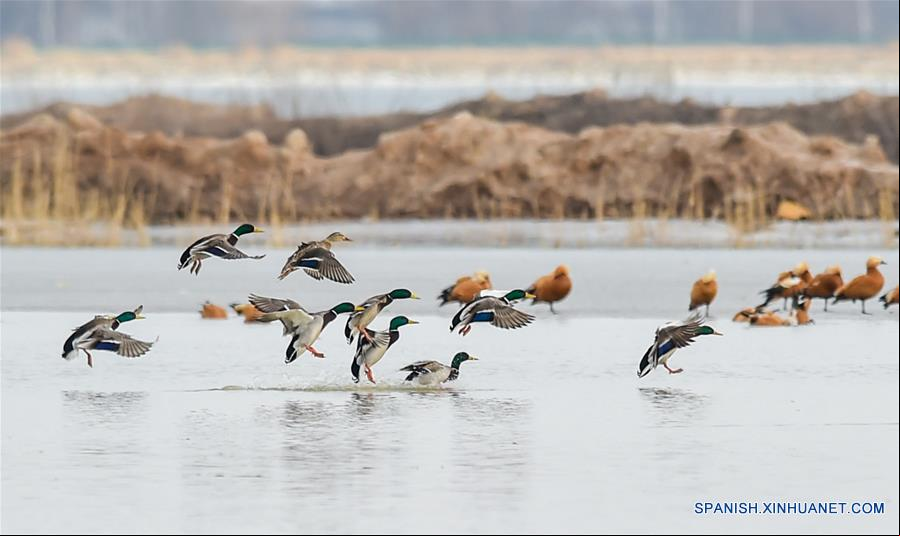 CHINA-HOHHOT-AVES MIGRATORIAS
