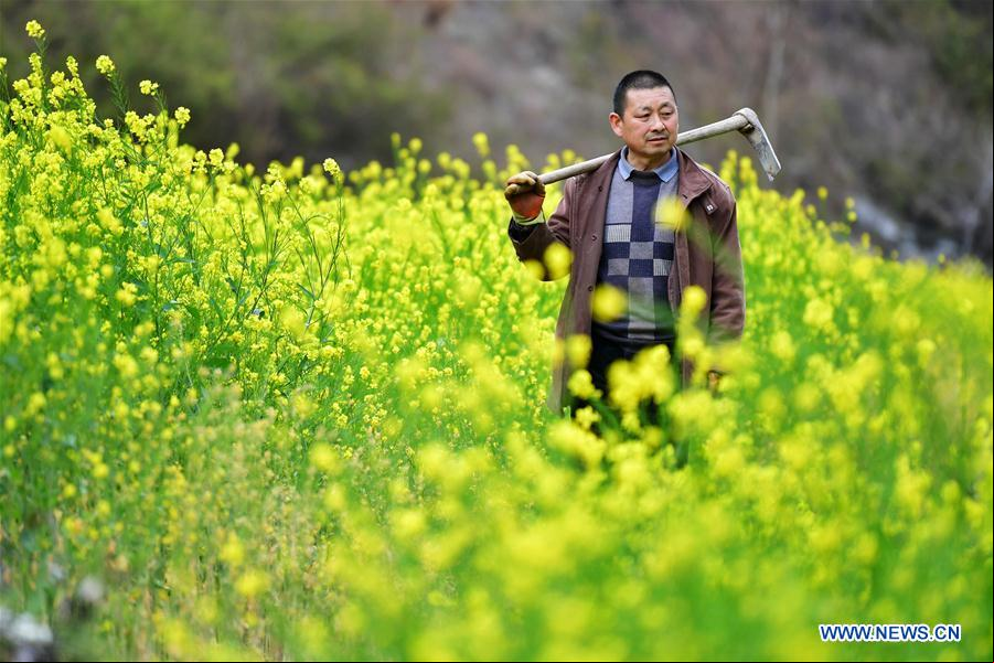 CHINA-GANSU-CAMPOS DE FLORES DE COL