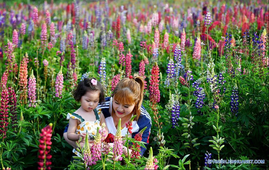 CHINA-SHAANXI-TAIBAI-PARQUE INDUSTRIAL DE FLORES DE LUPINO