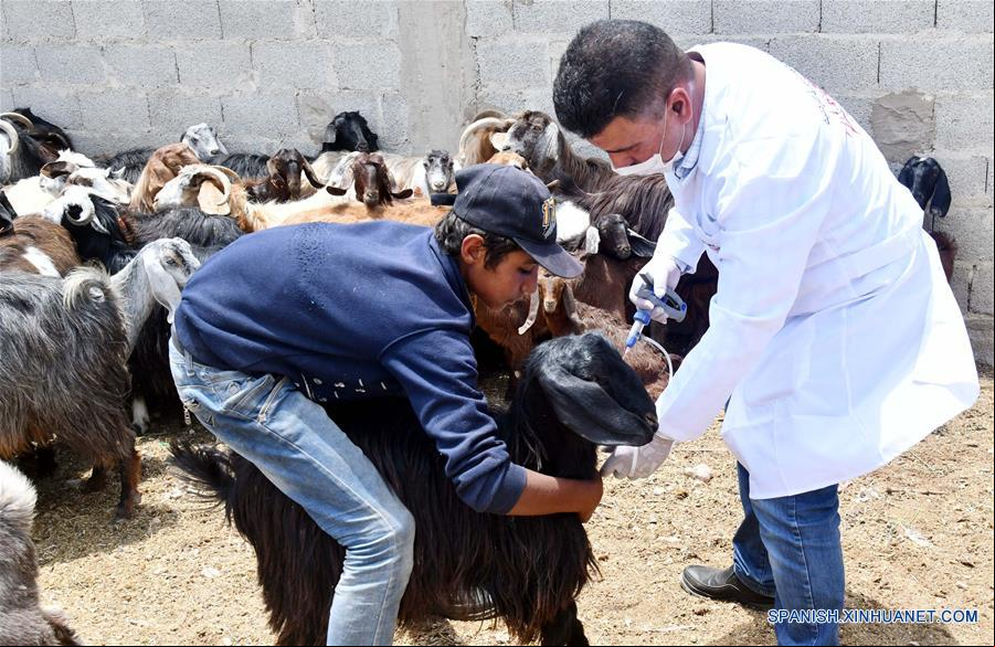SIRIA-DAMASCO-GANADO-VACUNACION
