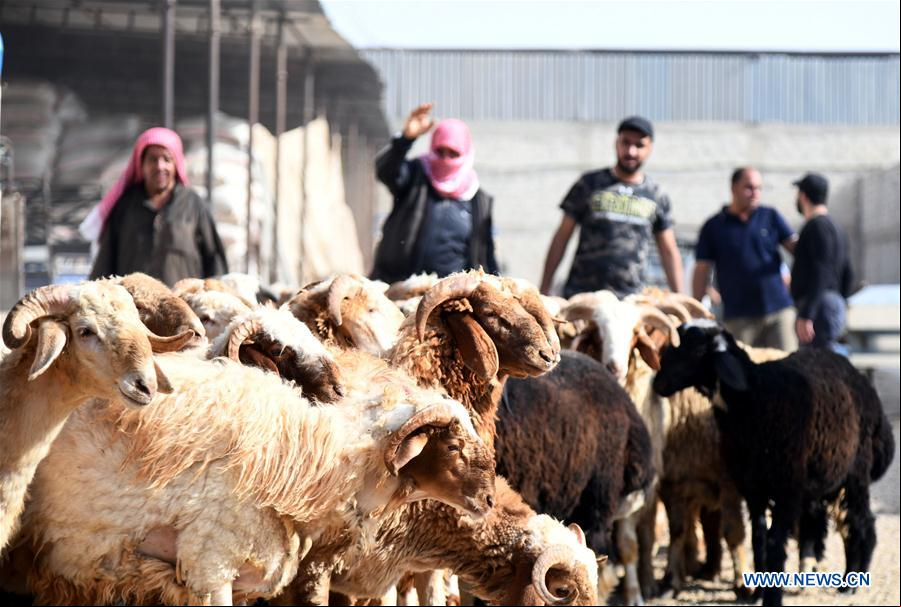 SIRIA-DAMASCO-GANADO-EID AL ADHA