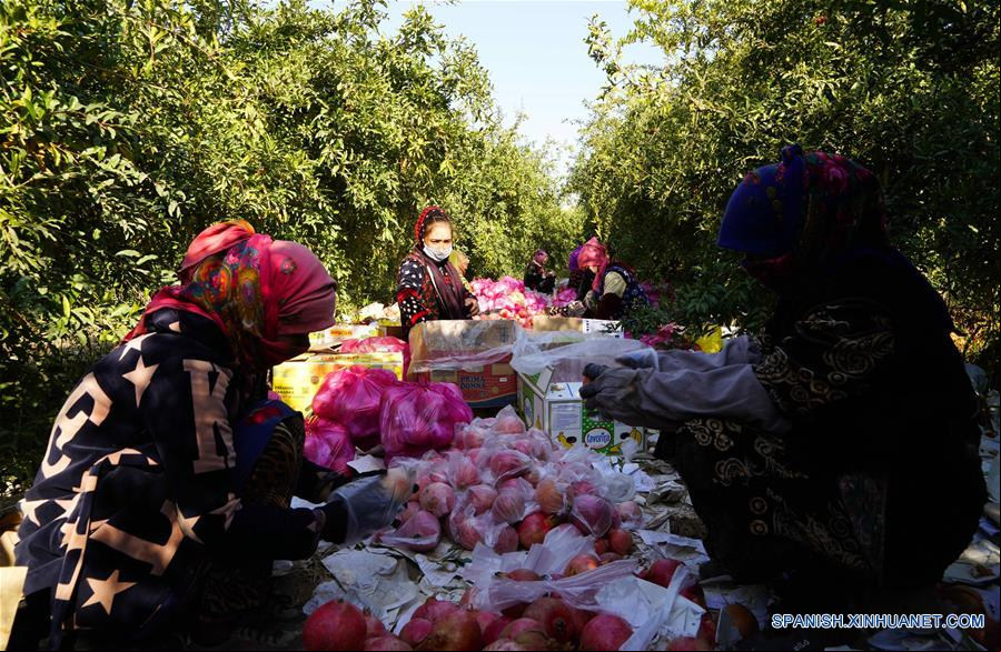UZBEKISTAN-SURJANDARIN-GRANADA-COSECHA