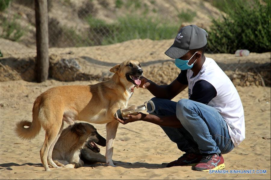 MEDIO ORIENTE-GAZA-PERROS