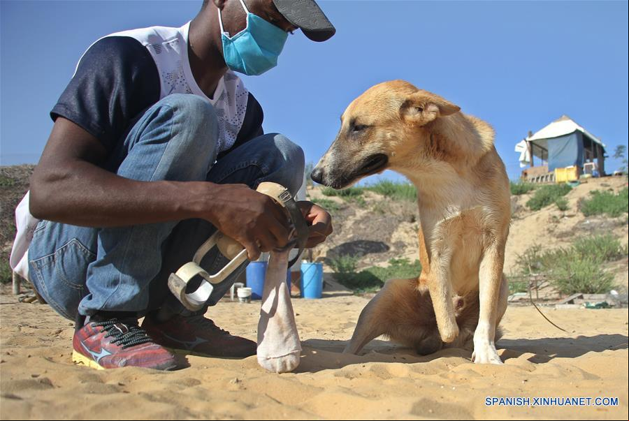 MEDIO ORIENTE-GAZA-PERROS