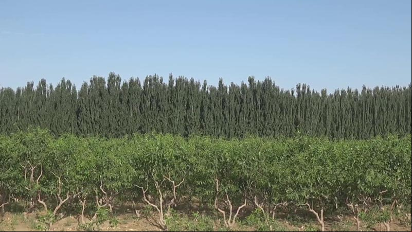 Aldeanos acaban con pobreza cultivando azufaifa en desierto de Xinjiang en China