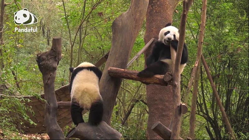 De qué forma habitan los pandas gigantes en China