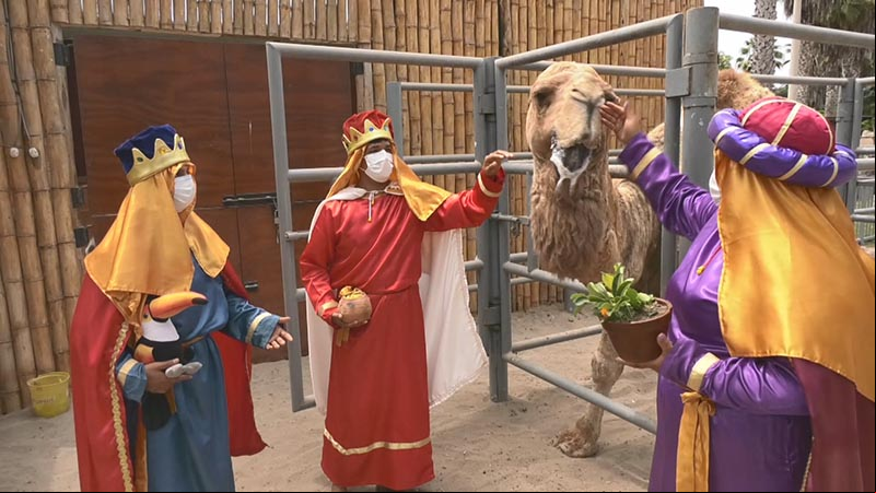 Lima presencia bajada de los Reyes Magos junto a dromedarios