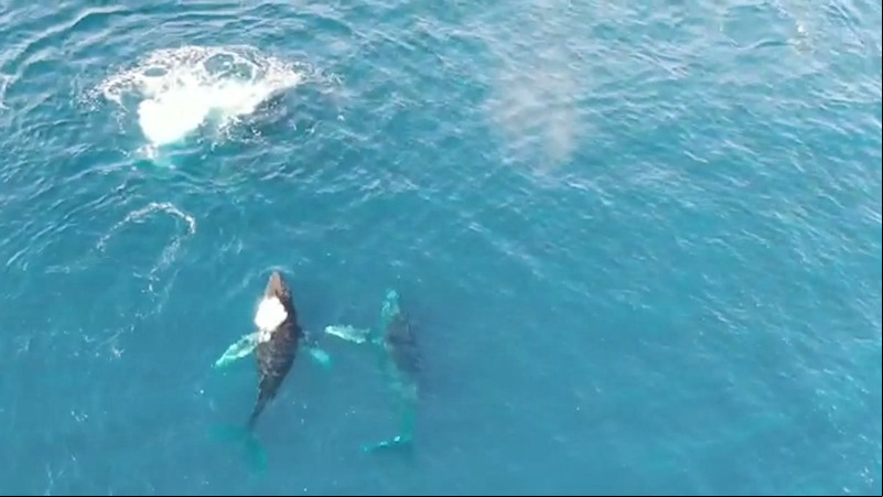 Aparición de ballenas jorobadas crea singular espectáculo