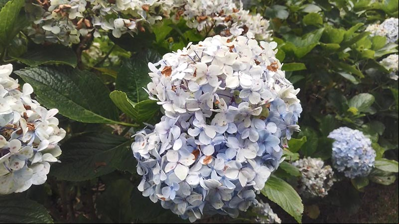 Mercado de flores sufre el impacto de la pandemia