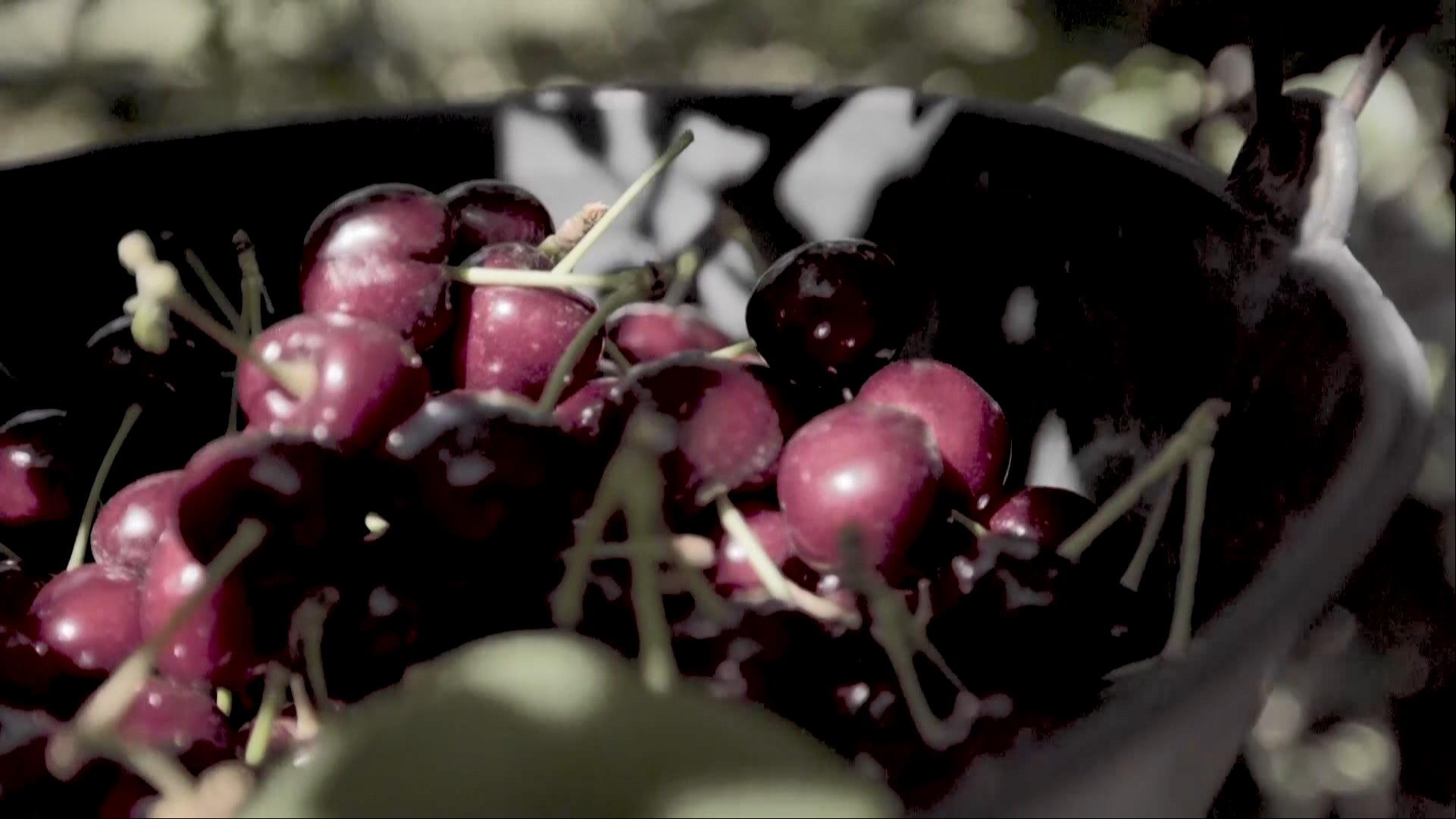 Exportaciones argentinas de cerezas crecen junto a la recuperación económica de China