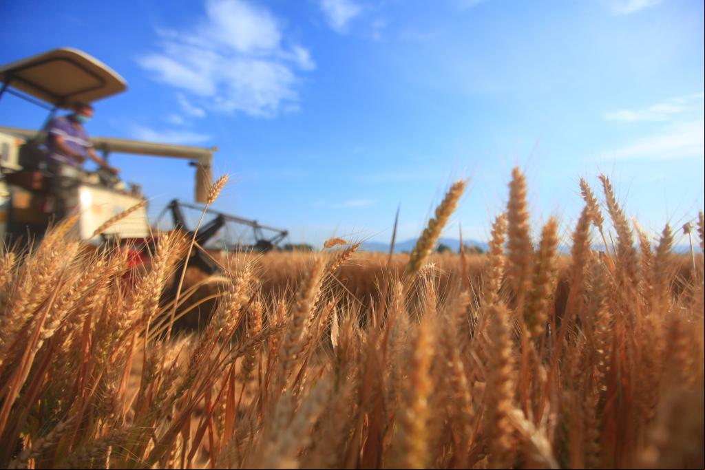 China reporta abundante cosecha de verano en 2021