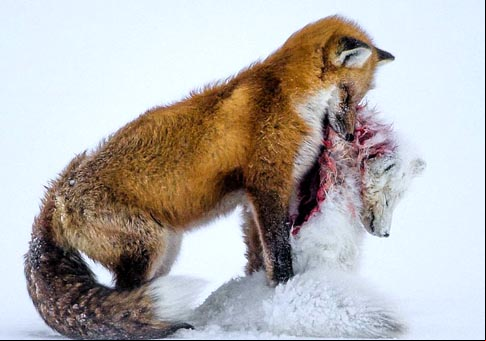 Fotos impresionantes de la naturaleza