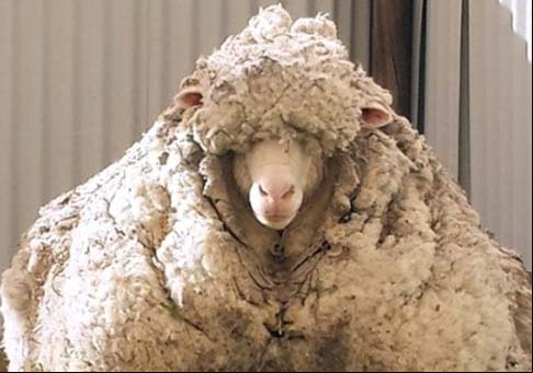 Oveja enorme de Australia
