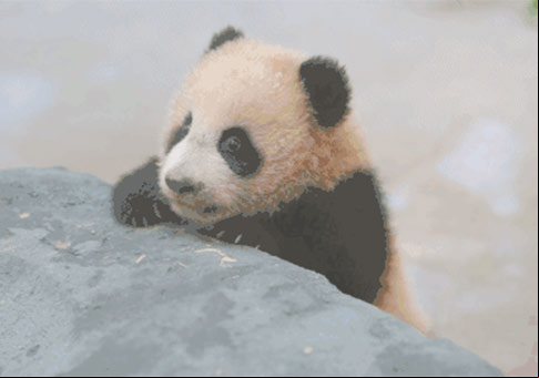 Cachorro de panda gigante aprende a caminar