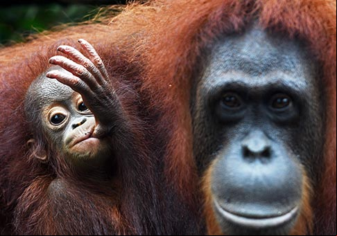 Fotos de cachorro de orangután de Borneo y su madre en Zoológico de Singapur