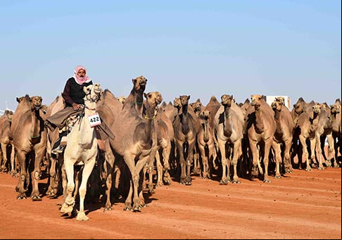 Festival anual de camellos del Rey Abdulaziz
