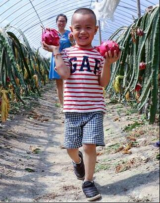 La base de plantación de fruta del dragón en Zhejiang