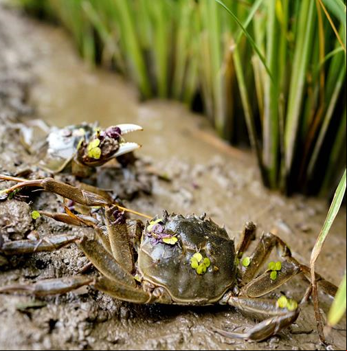 Cangrejos criados en un arrozal en Tangshan