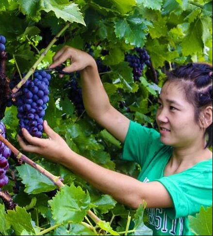 Una visitante recolecta uvas en la villa de Bingjiao
