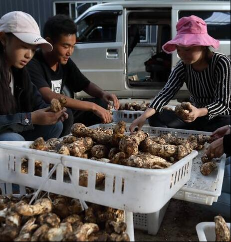 El matsutake, un tipo de hongo