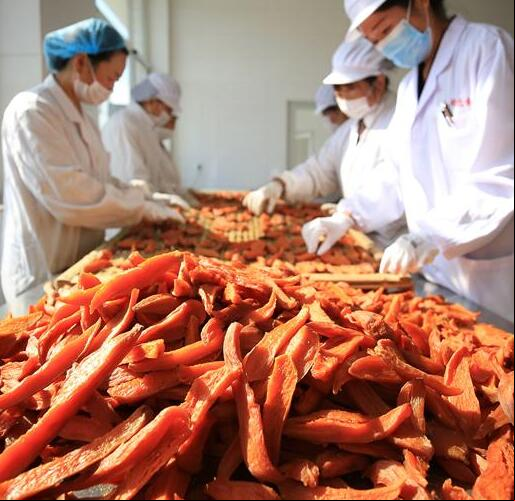 Trabajadoras elaborando camote deshidratado en una planta de Qianxi