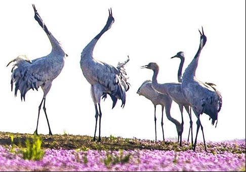 Grullas grises en el área de agua de Duchang del Lago Poyang