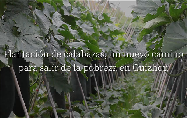 Plantación de calabazas, un nuevo camino para salir de la pobreza en Guizhou