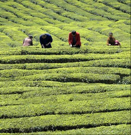 El té de primavera ha entrado en temporada de cosecha