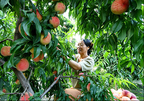 Plantación de duraznos en Laoting, provincia de Hebei