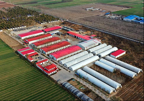 Distrito de Weixian en Hebei consolida logros de reducción de pobreza