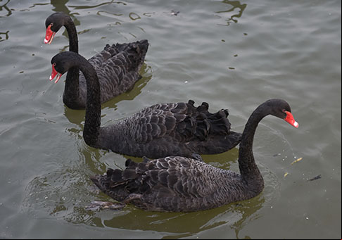 Cisnes negros criados en cooperativa agrícola en Henan