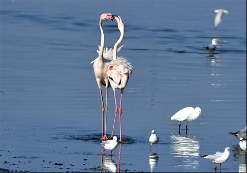 Flamencos en playa de la Ciudad de Kuwait
