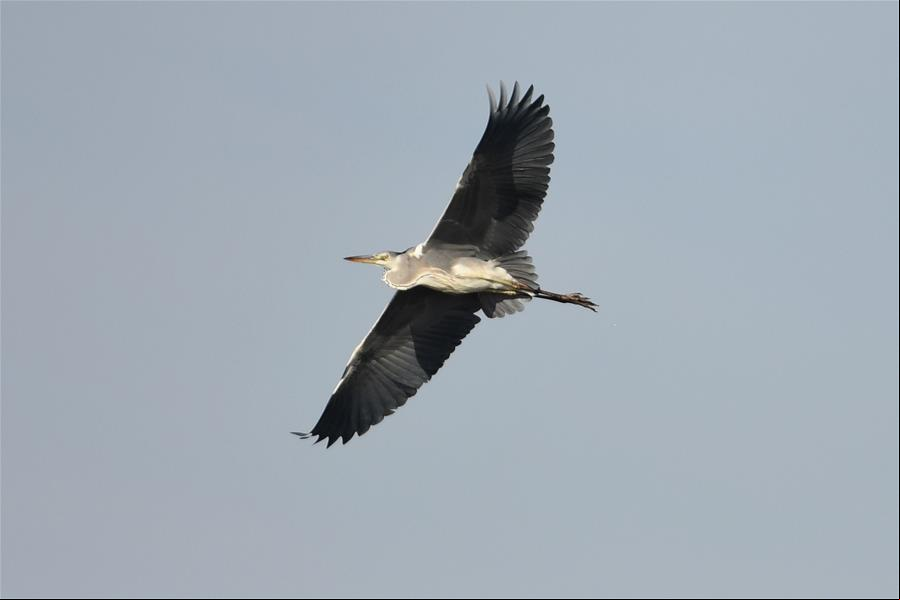Fotos de aves en la playa de Kuwait