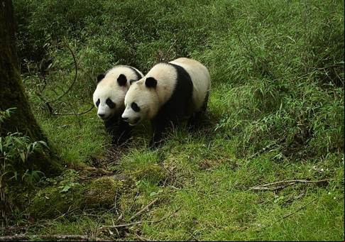 Gemelos panda gigante adolescentes en Wolong, Sichuan