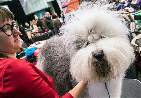Lituania: Exposición internacional de perros en Vilna