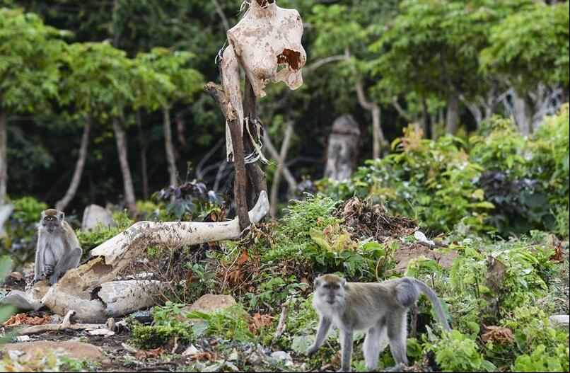 Indonesia: Macacos de cola larga en la aldea de Neuheun