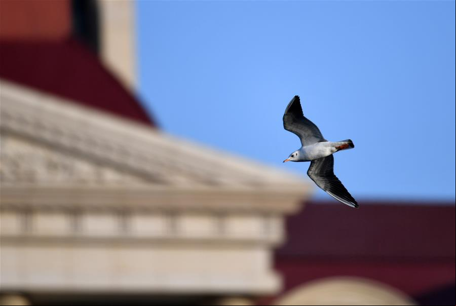 Gaviotas de cabeza negra en Tianjin