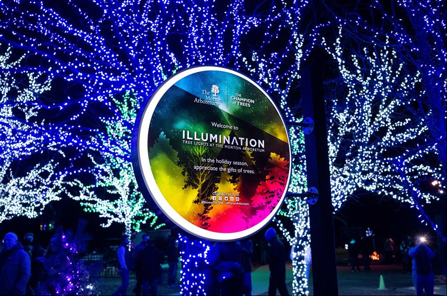 EEUU: "Iluminación: Luces de árboles en el Arboreto Morton"