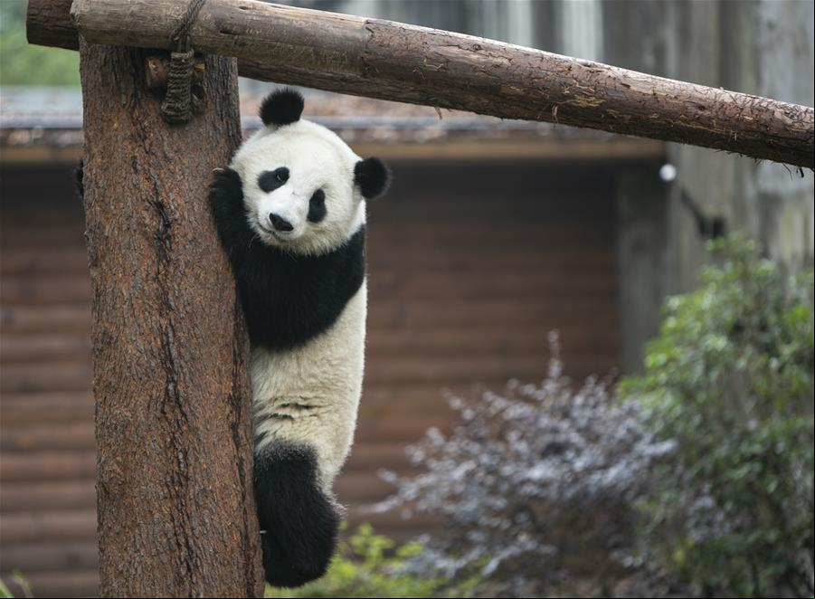 Pandas gigantes juegan en Base de Investigación de Cría de Pandas Gigantes de Chengdu, Sichuan