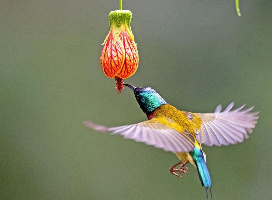 Ave come nectar de una flor en Parque West Lake de Fuzhou