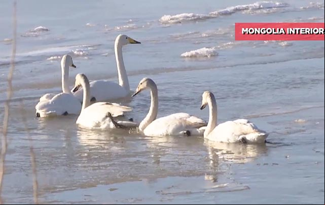 Humedal en el río Amarillo atrae primera bandada de cisnes