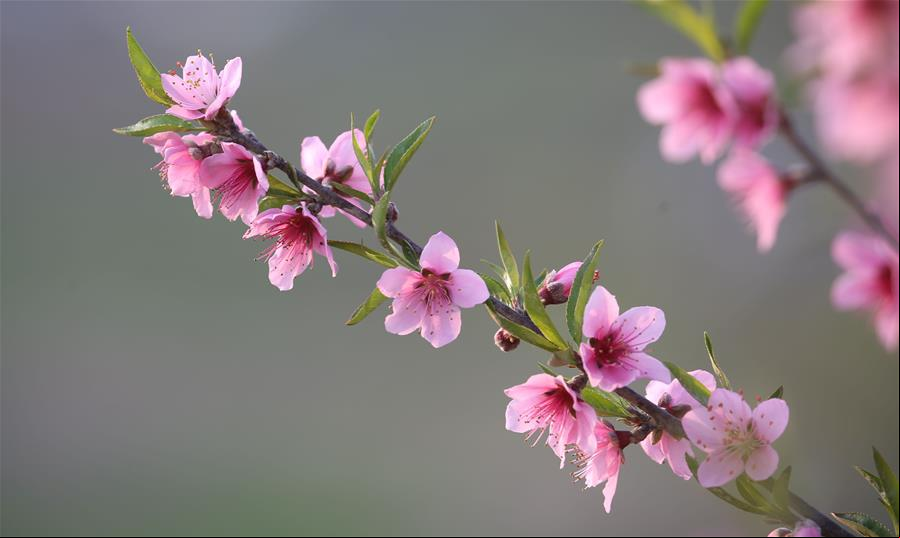 Flores de cerezo en jardín en Katmandú, Nepal