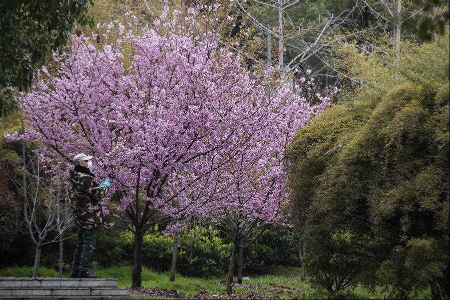 Árboles de cerezo en la Universidad de Wuhan