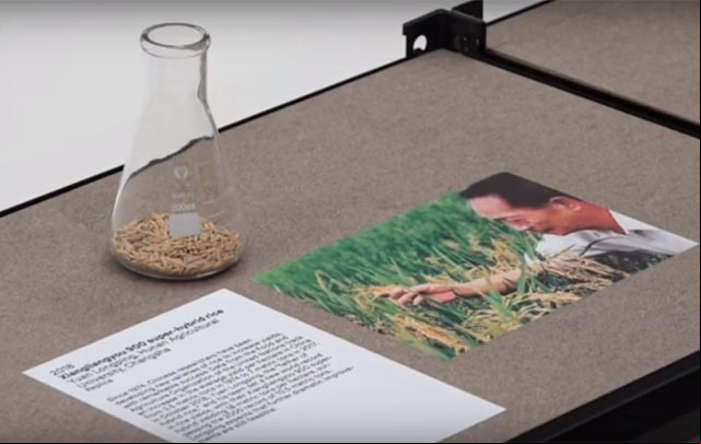 Exposición en Nueva York destaca la revitalización rural china