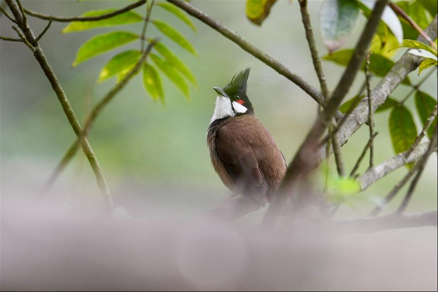 Aves descansan en rama en las afueras de Fuzhou