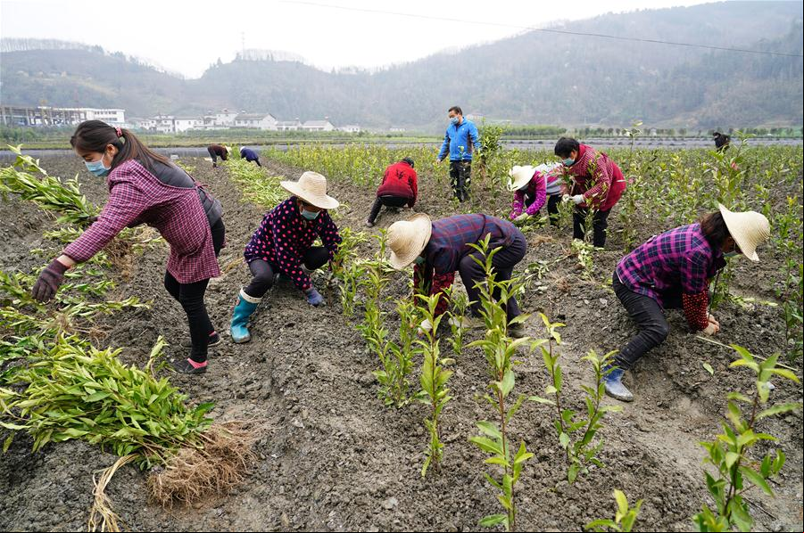 Jardines de té en la ciudad Ankang, Shaanxi