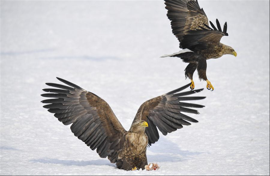 Aves migratorias en humedal Jingxin