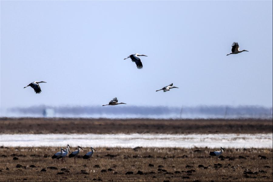 Cigüeñas blancas orientales en humedal de Momoge en Jilin