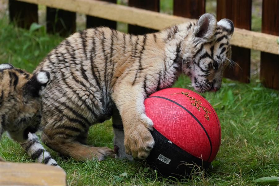 Cachorros de tigre siberiano recién nacidos en Heilongjiang